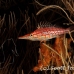 hawkfish_longnose_vaa_raa_h_0011_mal0559.jpg